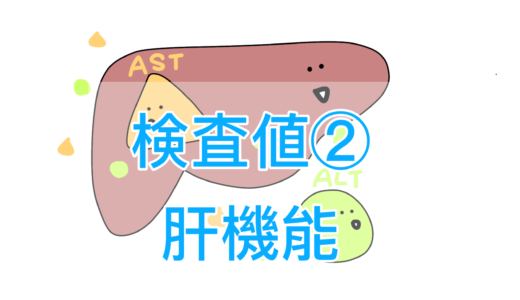 【検査値のなぜ？】肝機能障害でASTとALTが上昇する